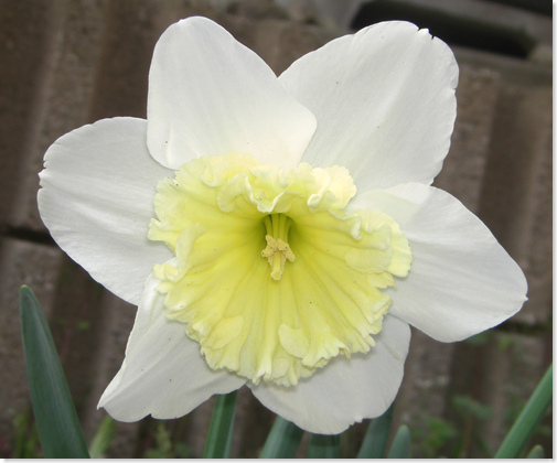 Daffodil: cimg0299 a daffodil