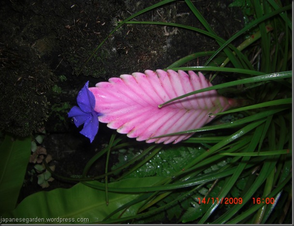 pink leaf with flower on tip